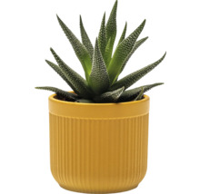Haworthia pruhovaná v kvetináči