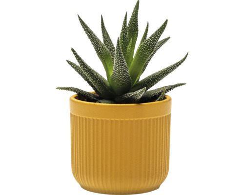 Haworthia pruhovaná v kvetináči