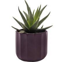 Hawortia zebrovaná v kvetináči