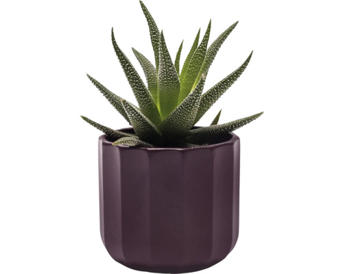 Hawortia zebrovaná v kvetináči