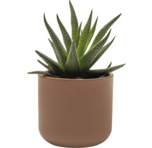 Haworthia izbová rastlina v kvetináči