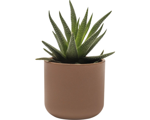 Haworthia izbová rastlina v kvetináči