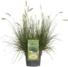 Perovec psiarkovitý v kvetináči