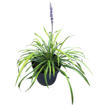 Rastlina Liriope Muscari v kvetináči