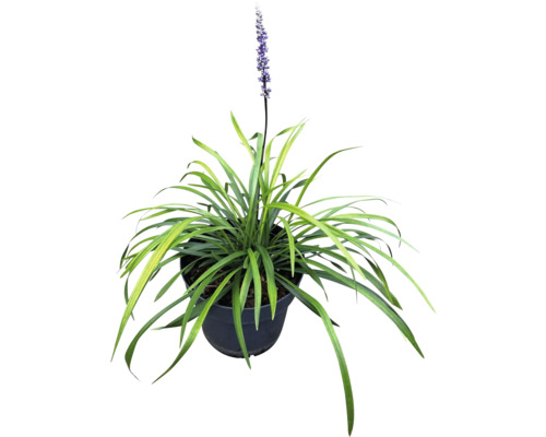 Rastlina Liriope Muscari v kvetináči