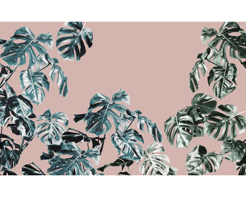 Listy monstery na jednofarebnom pozadí.