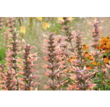 Detailný pohľad na rastliny Agastache v záhrade.