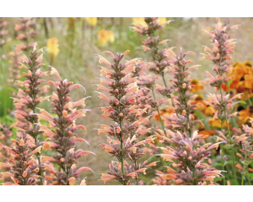 Detailný pohľad na rastliny Agastache v záhrade.