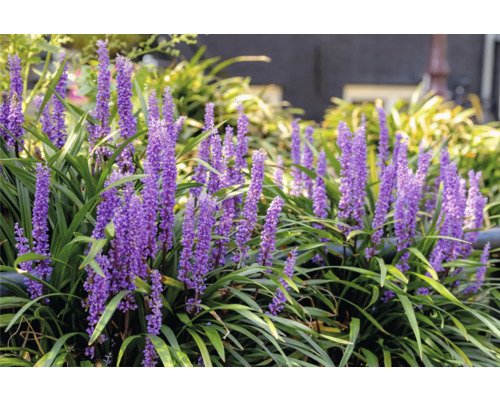 Rastlina Liriope Muscari s fialovými kvetmi a zelenými listami v záhrade.