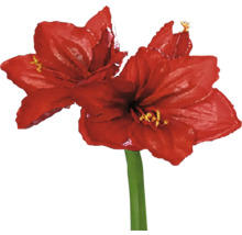 Amarylis s červeným kvetom