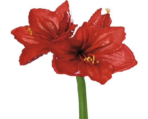 Amarylis s červeným kvetom