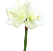 Amarilis s kvetmi a stonkou