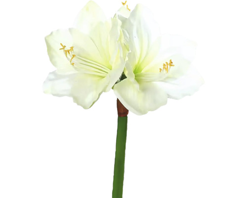 Amarilis s kvetmi a stonkou