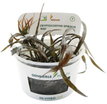 Dennerle Cryptocoryne spiralis 'Red' v in vitro pohári, akvarijná rastlina.