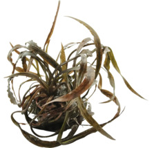 Vodná rastlina s dlhými, úzkymi listami pre akváriá