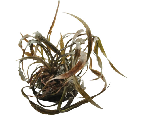 Vodná rastlina s dlhými, úzkymi listami pre akváriá