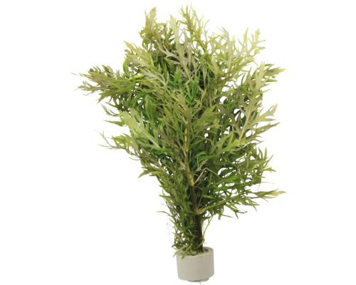 Umelá rastlina v kvetináči