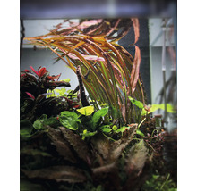 Akvarijné rastliny v akváriu.