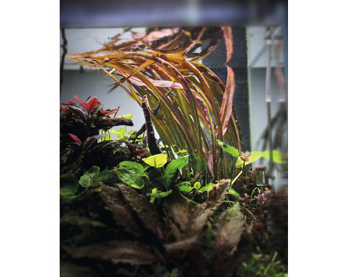 Akvarijné rastliny v akváriu.