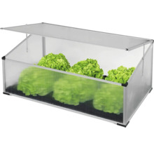 Parenisko so sadenicami šalátu