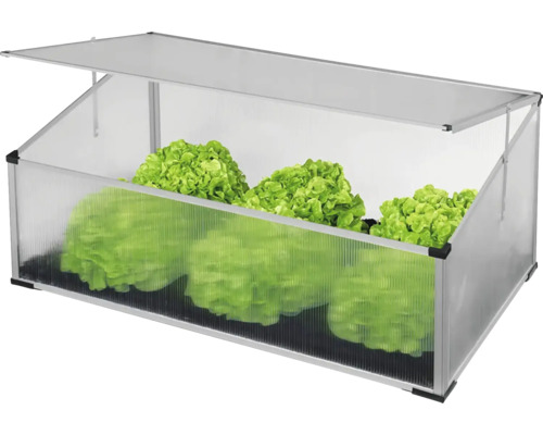 Parenisko so sadenicami šalátu