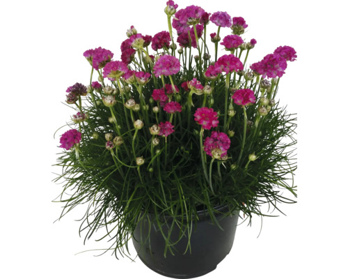 Trávnička prímorská FloraSelf Armeria maritima výška cca 20 cm kvetináč 5 l ružová Pobrežnica trávovitá v kvetináči