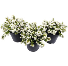 Tri rastliny Symphoricarpos v kvetináčoch