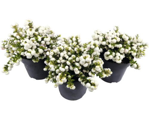 Tri rastliny Symphoricarpos v kvetináčoch
