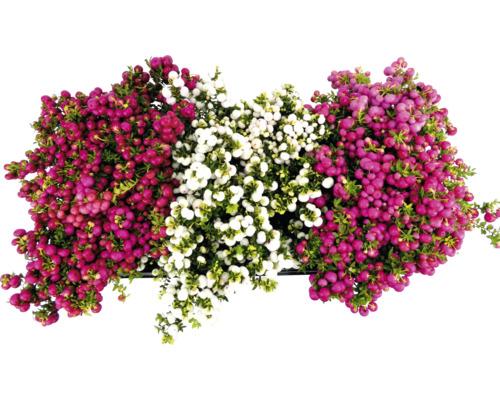 Gaultéria hrotitá červená FloraSelf Gaultheria mucronata 15-30 cm kvetináč 1,2 l Pohľad zhora na krásnoplod s bobuľami