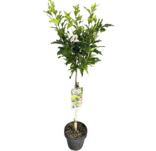 Ibištek v kvetináči s listami a kvetom