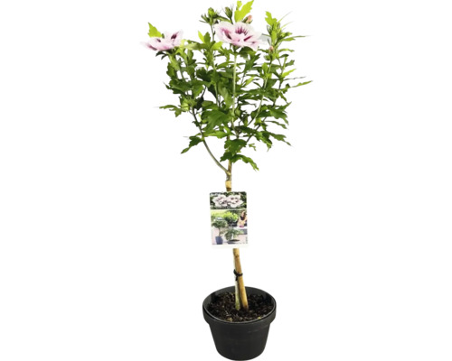 Ibištekový ker v kvetináči s kvetmi