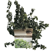 Stálezelený popínavý ker Euonymus fortunei 'Emerald Gaiety' v kvetináči
