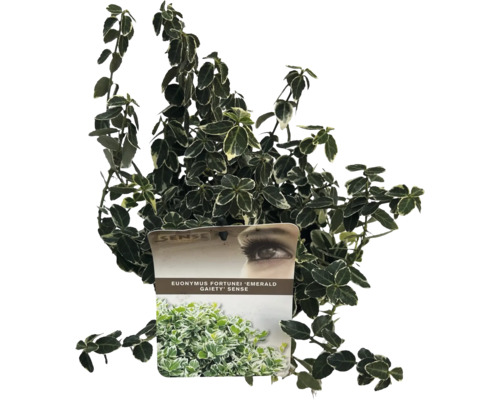 Bršlen Fortunov bielo panašovaný FloraSelf Euonymus fort. 'Emerald Gaiety' 15-20 cm kvetináč 2 l Stálezelený popínavý ker Euonymus fortunei 'Emerald Gaiety' v kvetináči