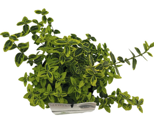 Bršlen Fortunov žltopanašovaný FloraSelf Euonymus fortunei 'Emerald 'n' Gold' 15-20 cm kvetináč 2 l Bršlen Fortuneov so zelenožltými listami