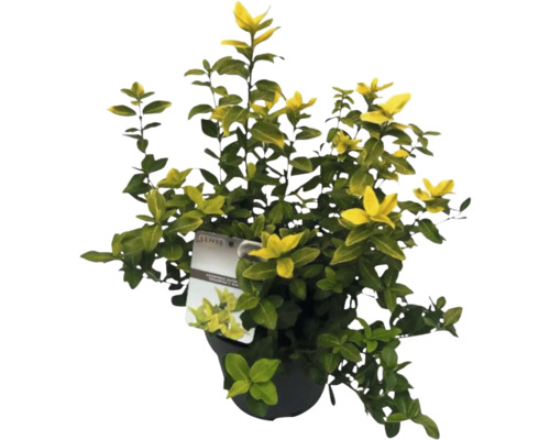 Bršlen Fortuneov žiarivožltý FloraSelf Euonymus fortunei GOLDMINE ® výška 25-30 cm kvetináč 5 l Bršlen zasadený v kvetináči