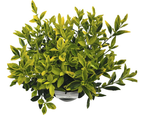 Stálezelený bršlen v kvetináči