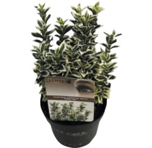Euonymus japonicus 'White Spider' v kvetináči