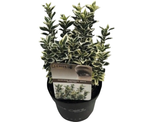 Euonymus japonicus 'White Spider' v kvetináči