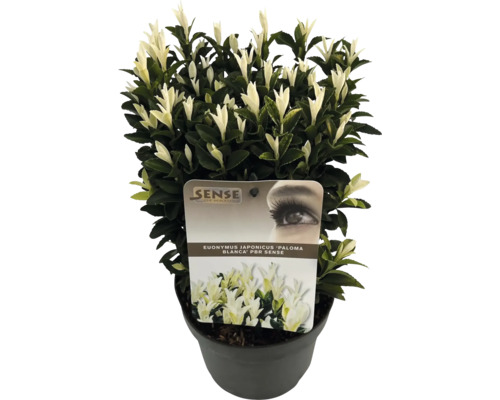 Bršlen japonský FloraSelf Euonymus japonicus 'Kathy' výška 20-25 cm kvetináč 2 l Japonský bršlen 'Paloma Blanca' v kvetináči