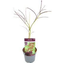 Javor japonský v kvetináči