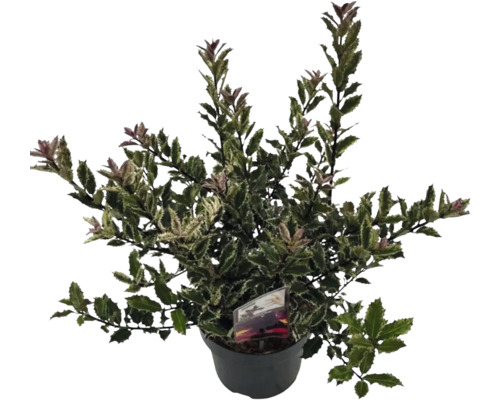 Cezmína v kvetináči