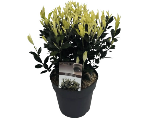 Japonský bršlen v kvetináči