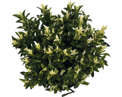 Stálezelený bršlen s listami