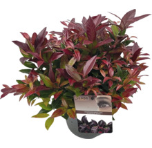 Leucothoe axillaris Scarletta izbová rastlina v kvetináči
