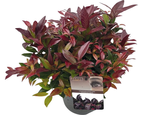Leucothoe axillaris Scarletta izbová rastlina v kvetináči