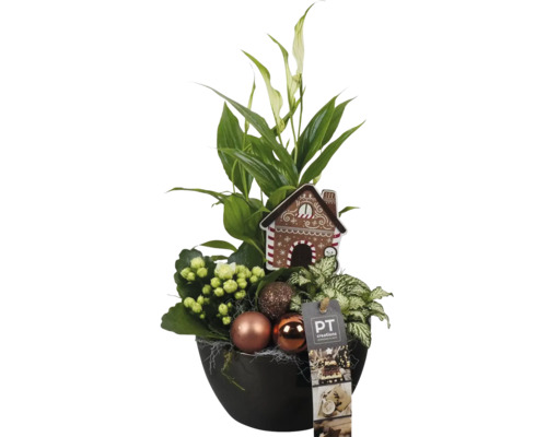 Vianočný aranžmán izbových rastlín v pohári FloraSelf Ø 14 cm Kvetinové aranžmán s lopatkovcom, kalanchoe, vianočnými guľami a ozdobným perníkovým domčekom v kvetináči