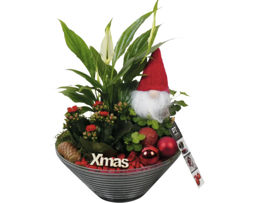 Vianočný aranžmán izbových rastlín v pohári FloraSelf Ø 19 cm Vianočné aranžmán s lopatkovcom, kalanchoe, trpaslíkom a vianočnými guľami v miske