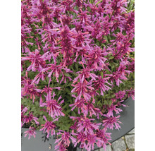 Detail rastliny Agastache s mnohými kvetmi