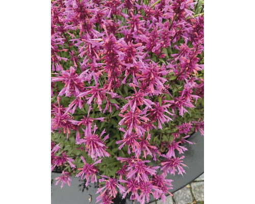 Detail rastliny Agastache s mnohými kvetmi