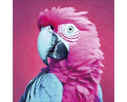 Sklenený obraz Pink Blue Parrot 50x50 cm Portrét papagája